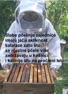 Slabe pčelinje zajednice su dio pčelinjaka-pčelarstvo za početnike
