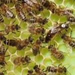 selekcionirana matica za pčele, pčelarska oprema