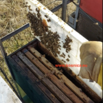 blokator matice je dio osnovne pčelarske opreme